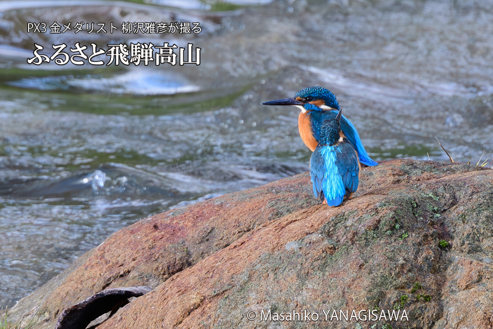 飛騨高山に棲むカワセミの写真です。