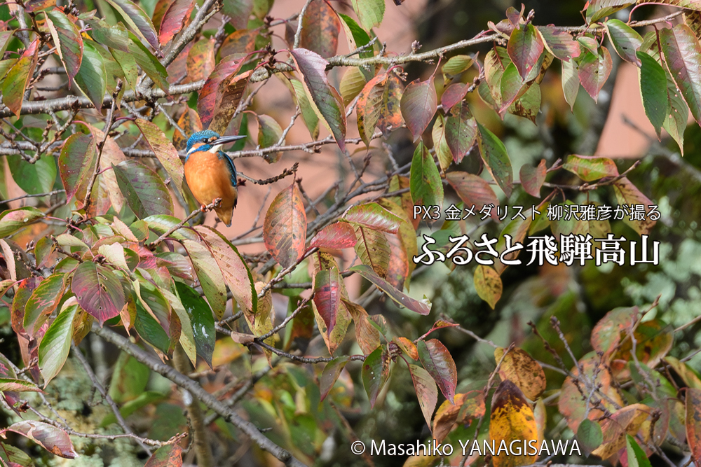 飛騨高山の紅葉とカワセミの写真です。