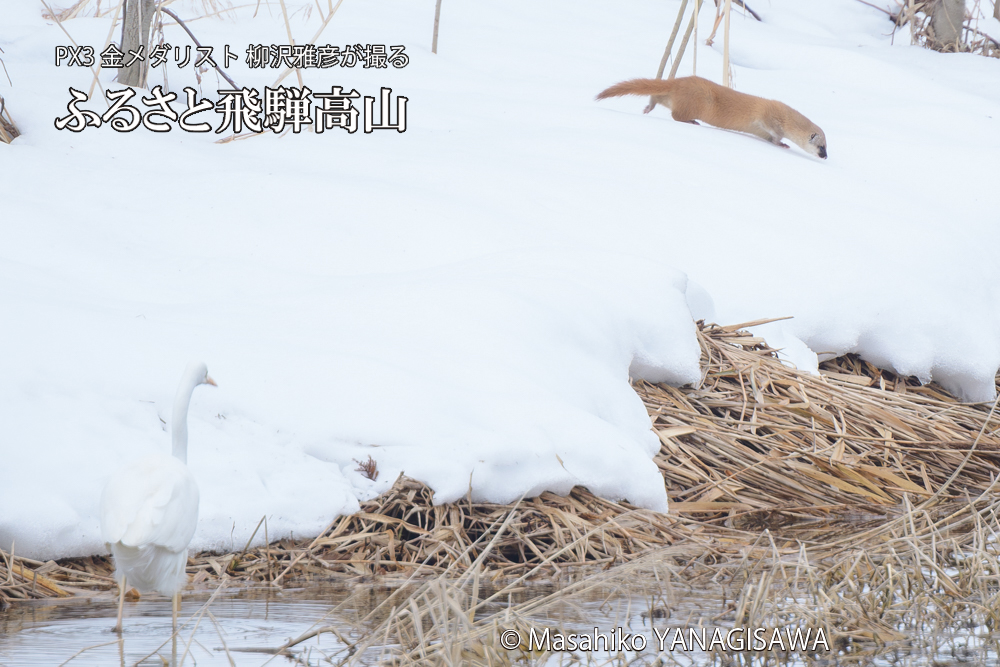 飛騨高山に棲むイタチとダイサギの写真です。