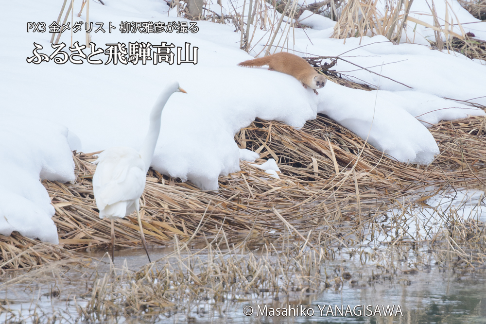 飛騨高山に棲むイタチとダイサギの写真です。
