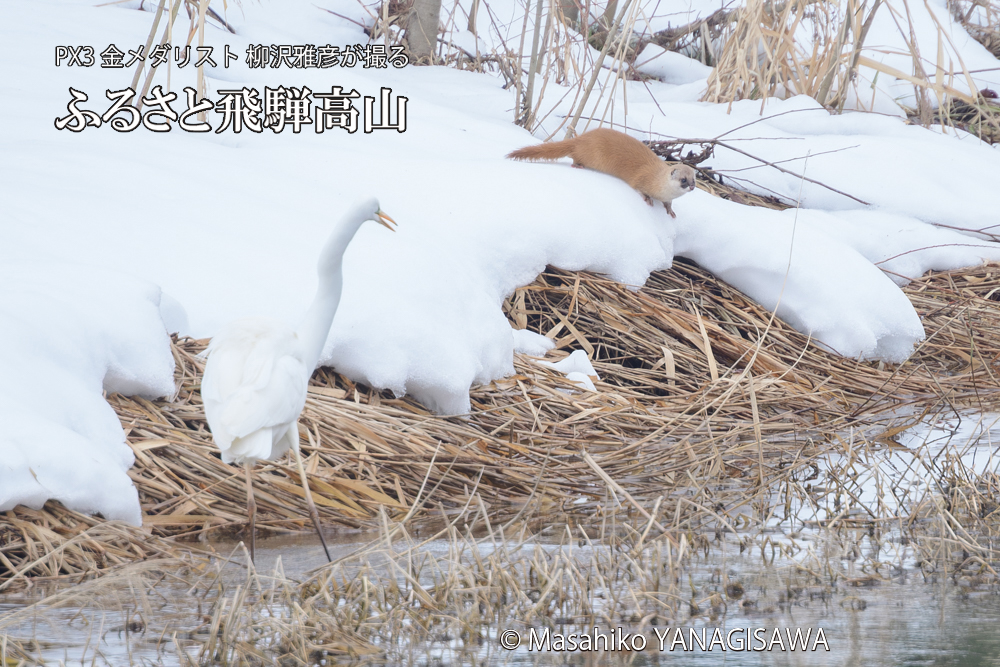 飛騨高山に棲むイタチとダイサギの写真です。