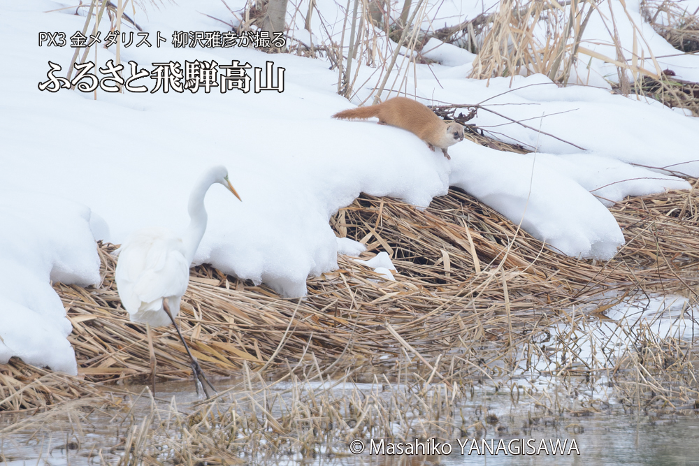 飛騨高山に棲むイタチとダイサギの写真です。