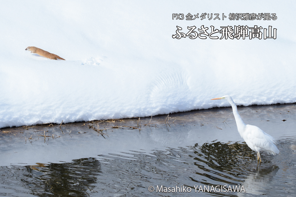 飛騨高山に棲むイタチとダイサギの写真です。