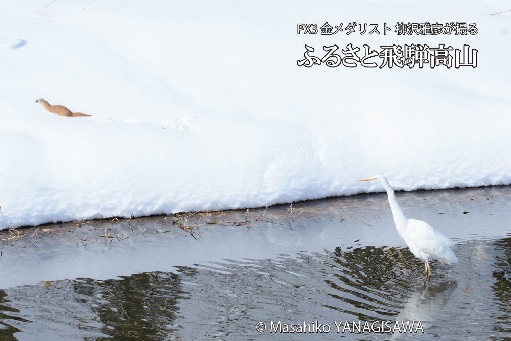 飛騨高山に棲むイタチとダイサギの写真です。