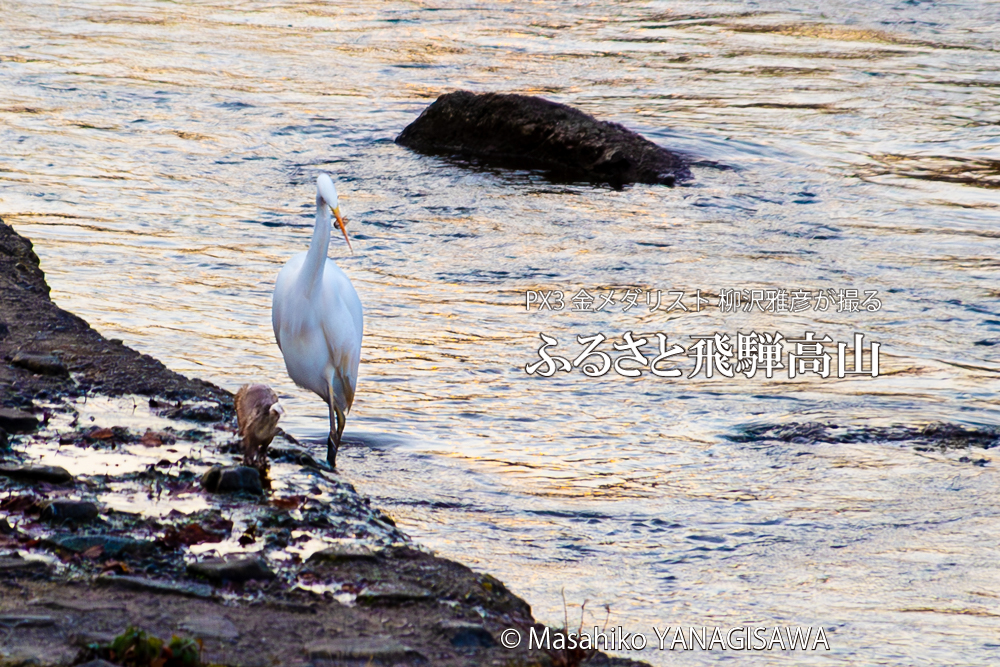 飛騨高山に棲むイタチとダイサギの写真です。