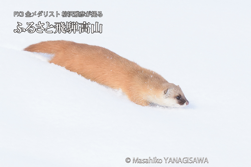 飛騨高山の雪原を跳ねるイタチの写真です。