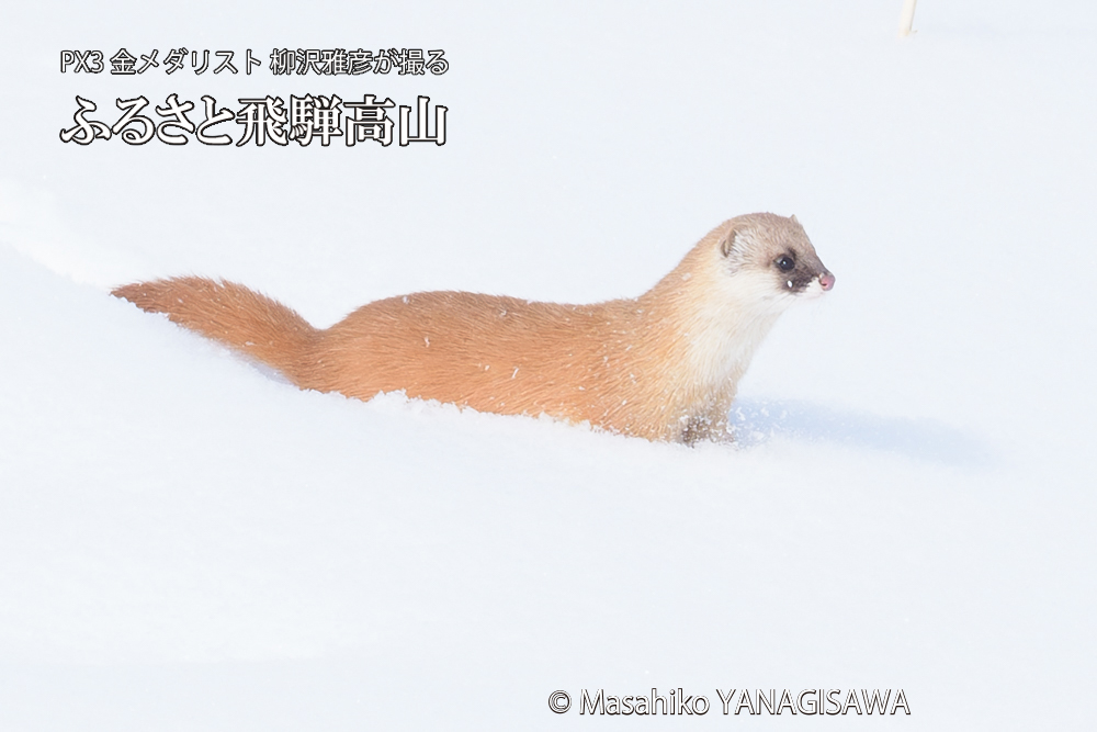 飛騨高山の雪原を跳ねるイタチの写真です。