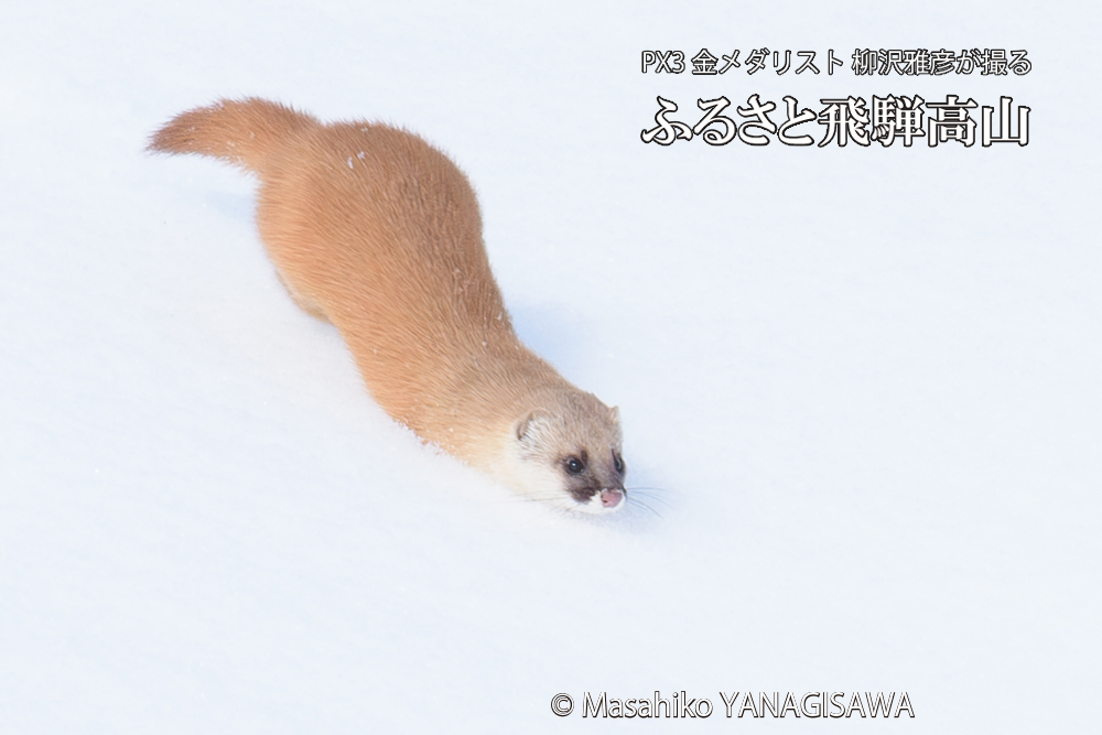 飛騨高山の雪原を跳ねるイタチの写真です。