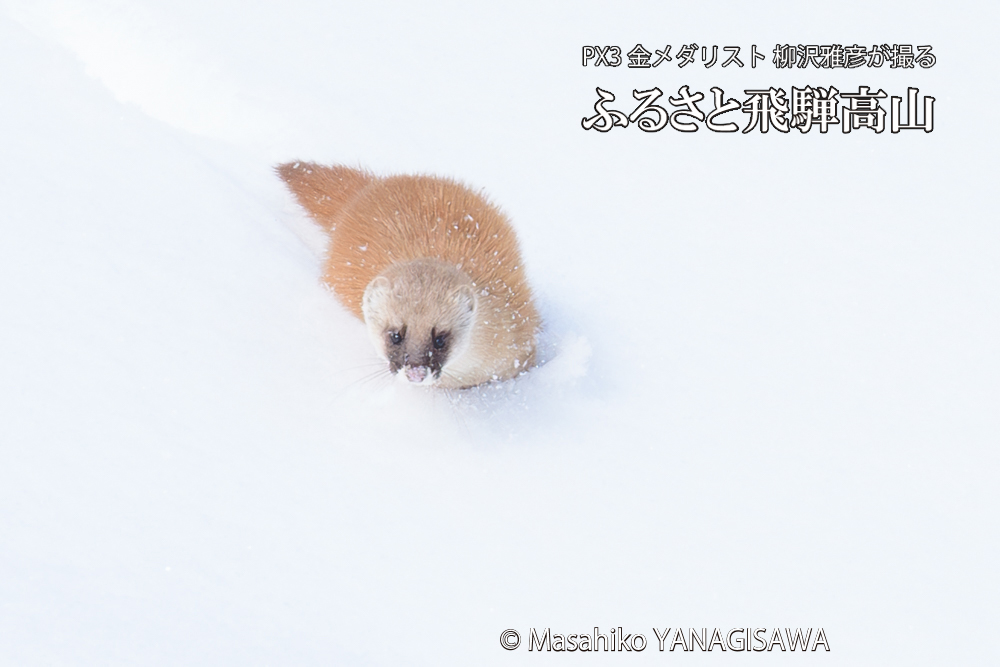 飛騨高山の雪原を跳ねるイタチの写真です。