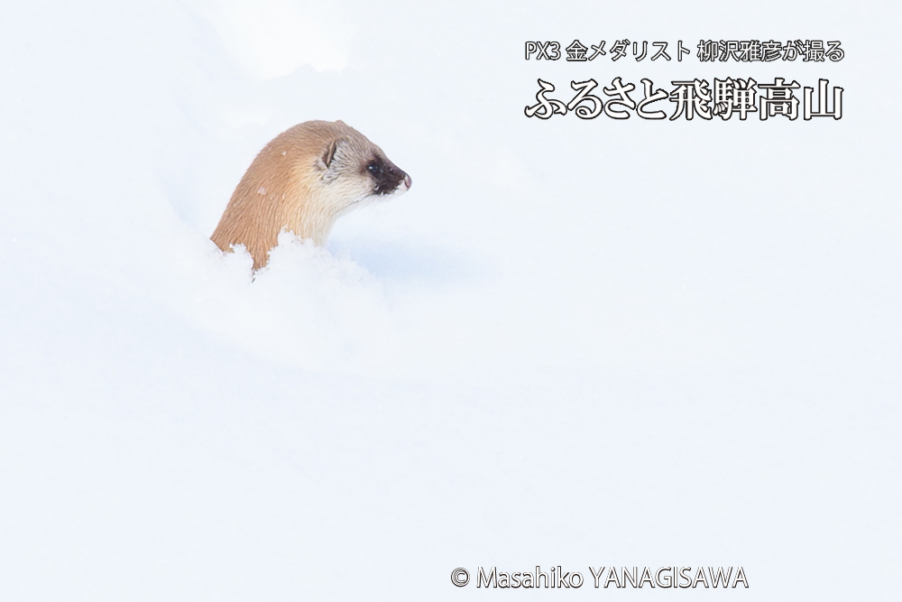 飛騨高山の雪原を跳ねるイタチの写真です。