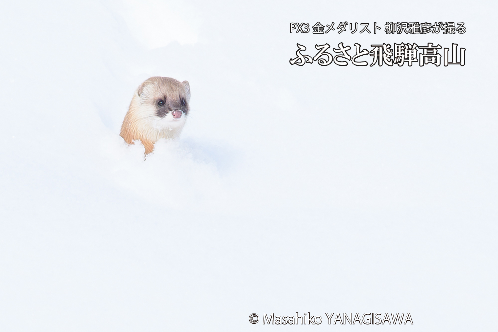 飛騨高山の雪原を跳ねるイタチの写真です。