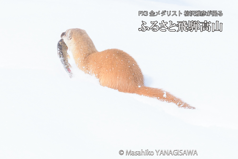 飛騨高山の雪原を跳ねるイタチの写真です。