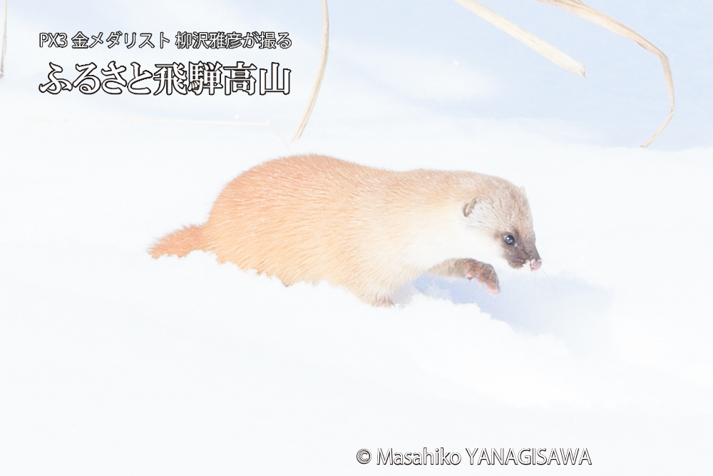 飛騨高山の雪原を跳ねるイタチの写真です。