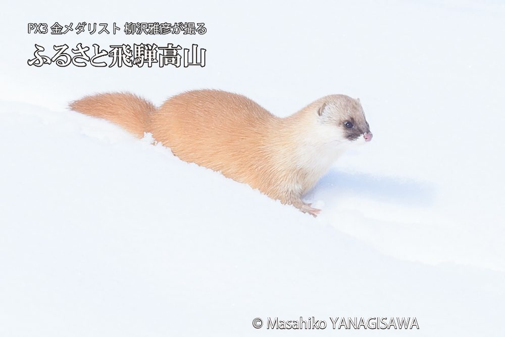 飛騨高山の雪原を跳ねるイタチの写真です。