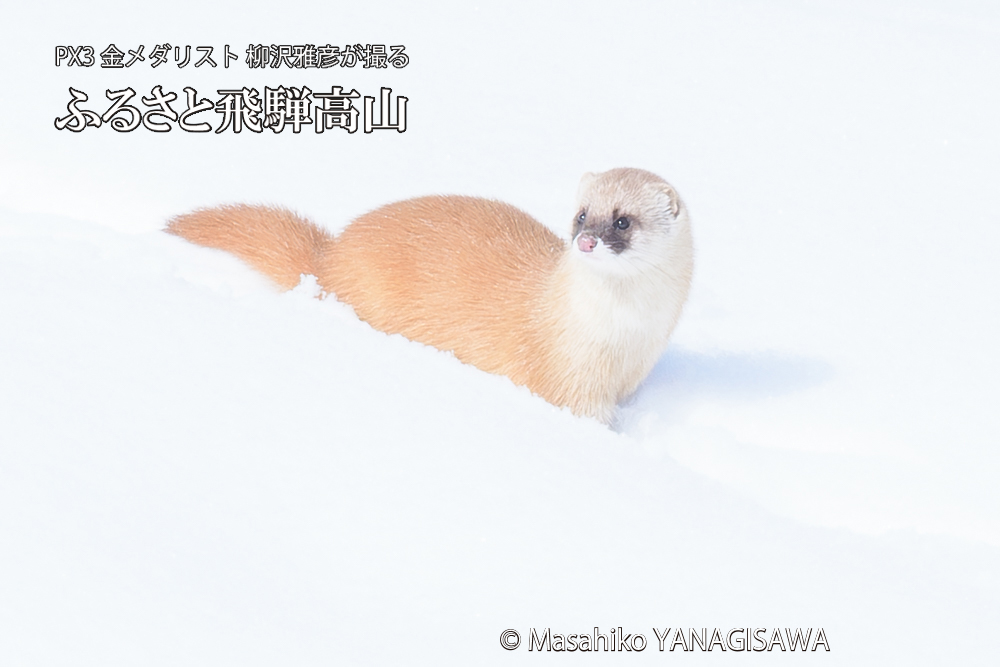 飛騨高山の雪原を跳ねるイタチの写真です。