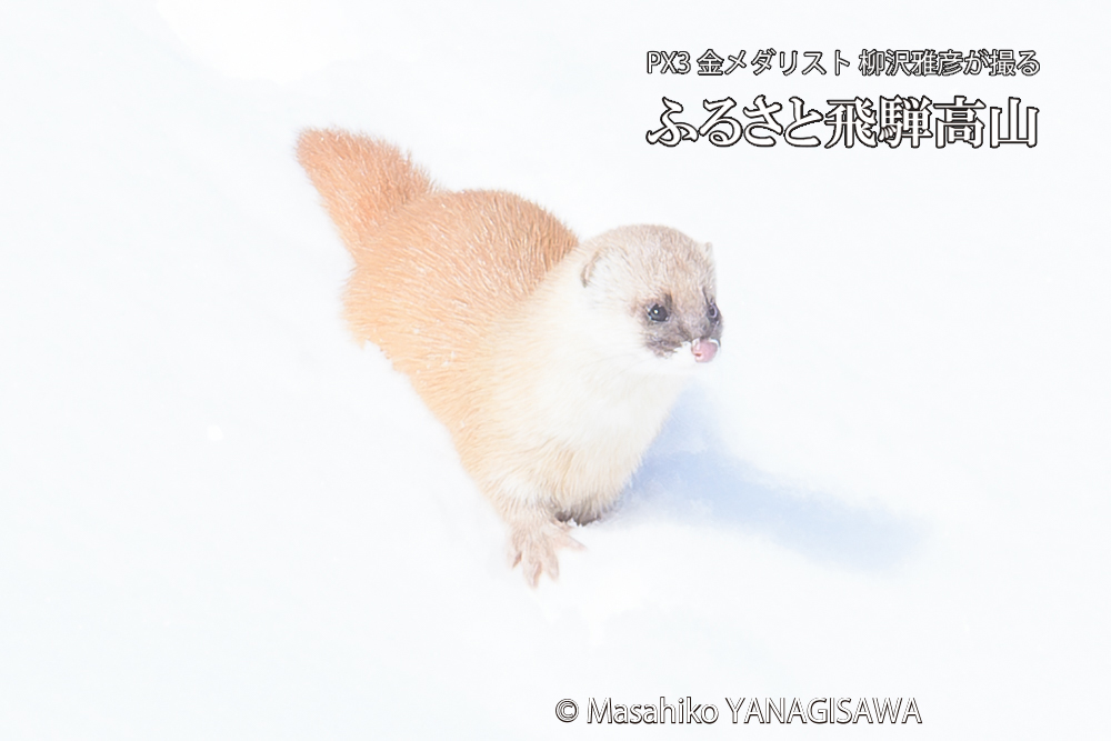 飛騨高山の雪原を跳ねるイタチの写真です。