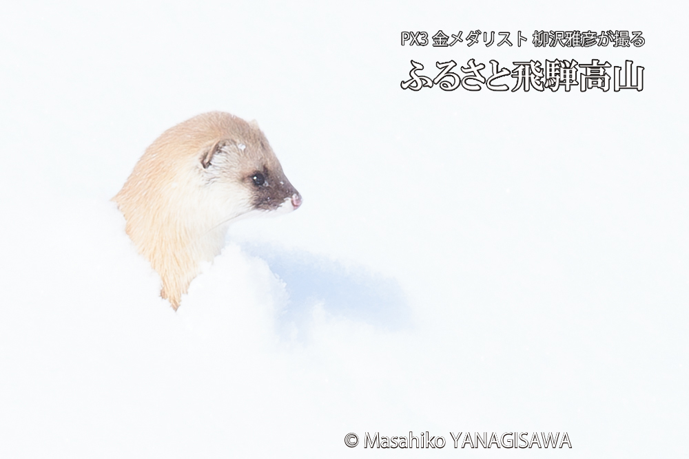 飛騨高山の雪原を跳ねるイタチの写真です。