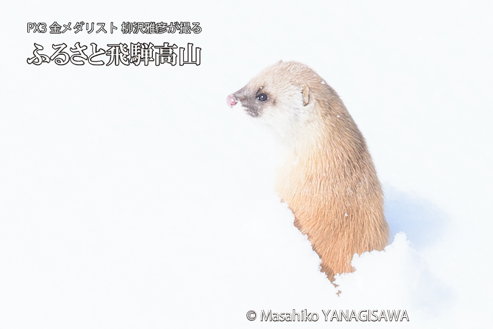 飛騨高山の雪原を跳ねるイタチの写真です。