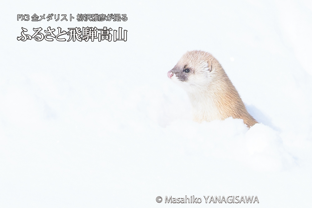 飛騨高山の雪原を跳ねるイタチの写真です。