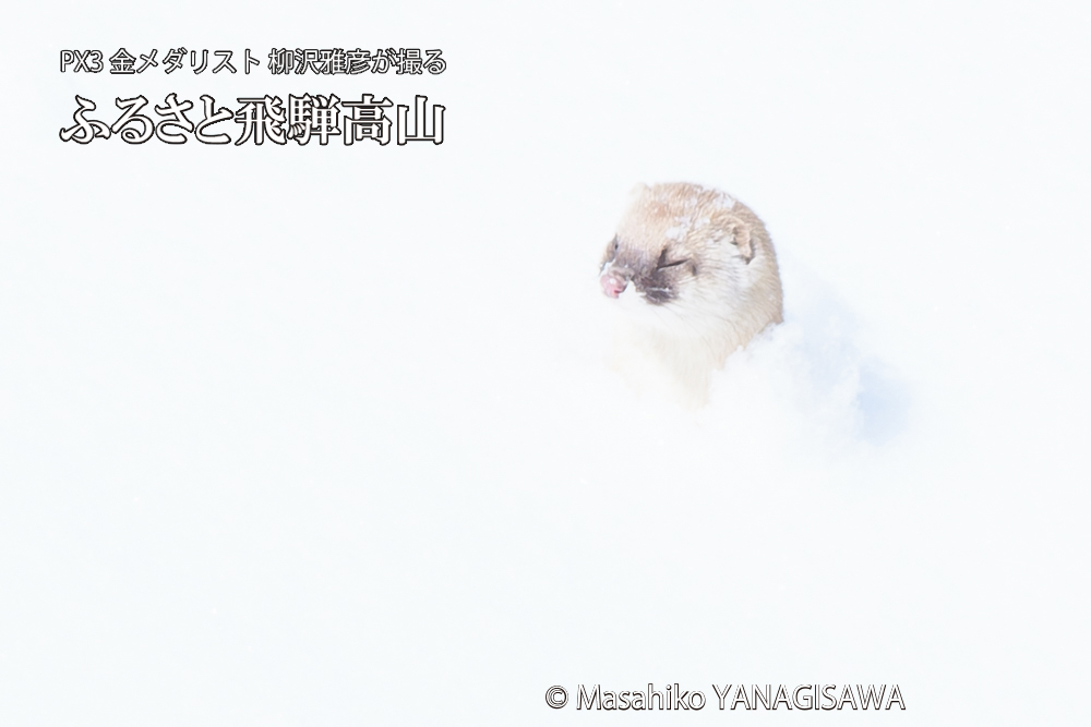 飛騨高山の雪原を跳ねるイタチの写真です。