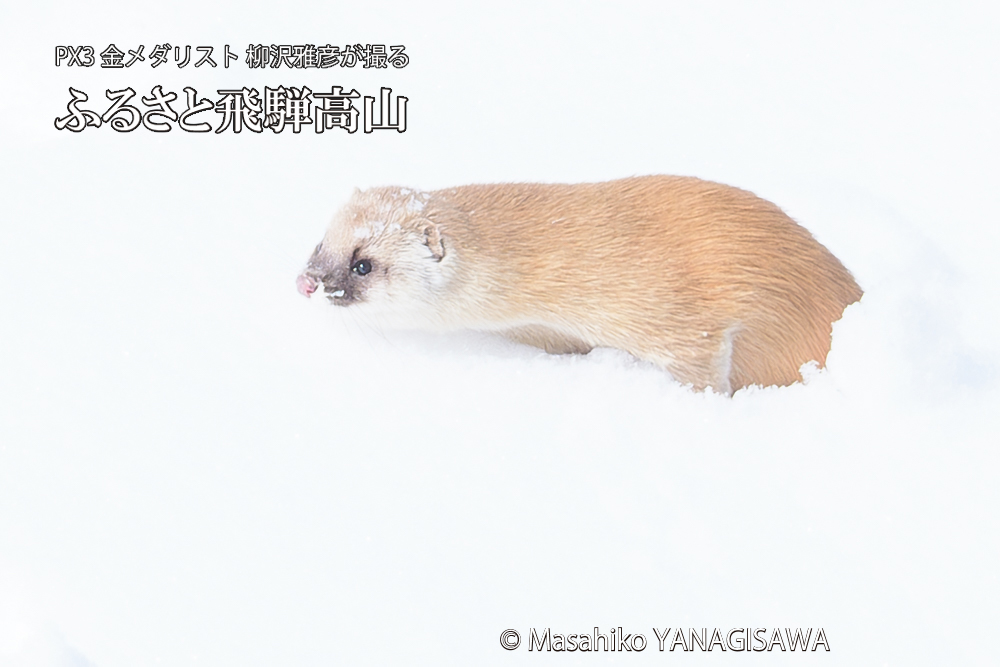 飛騨高山の雪原を跳ねるイタチの写真です。