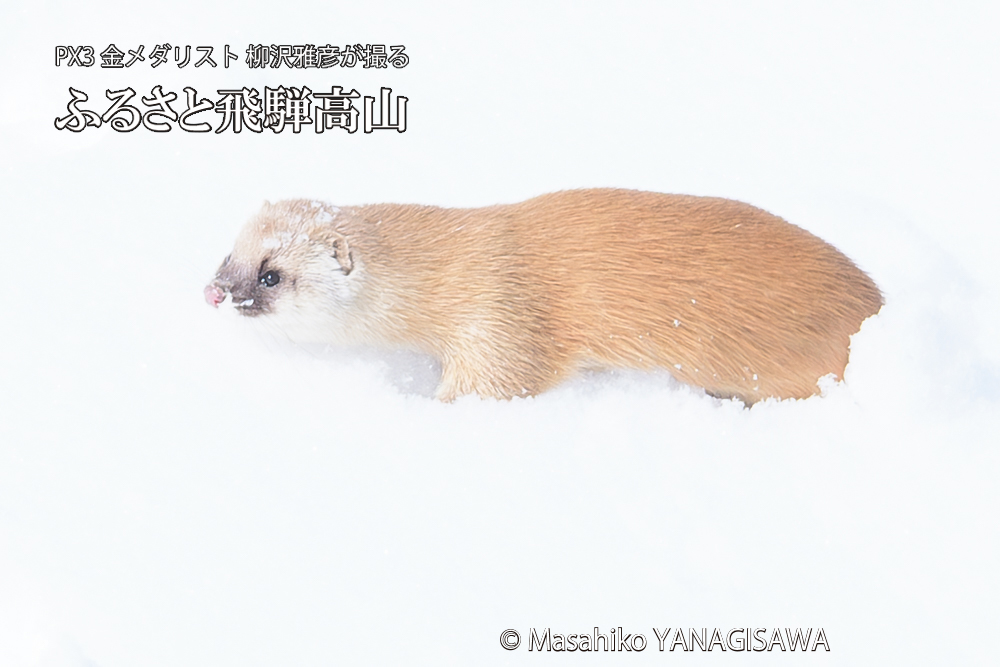 飛騨高山の雪原を跳ねるイタチの写真です。