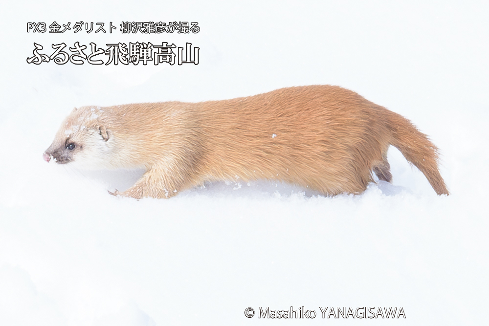 飛騨高山の雪原を跳ねるイタチの写真です。