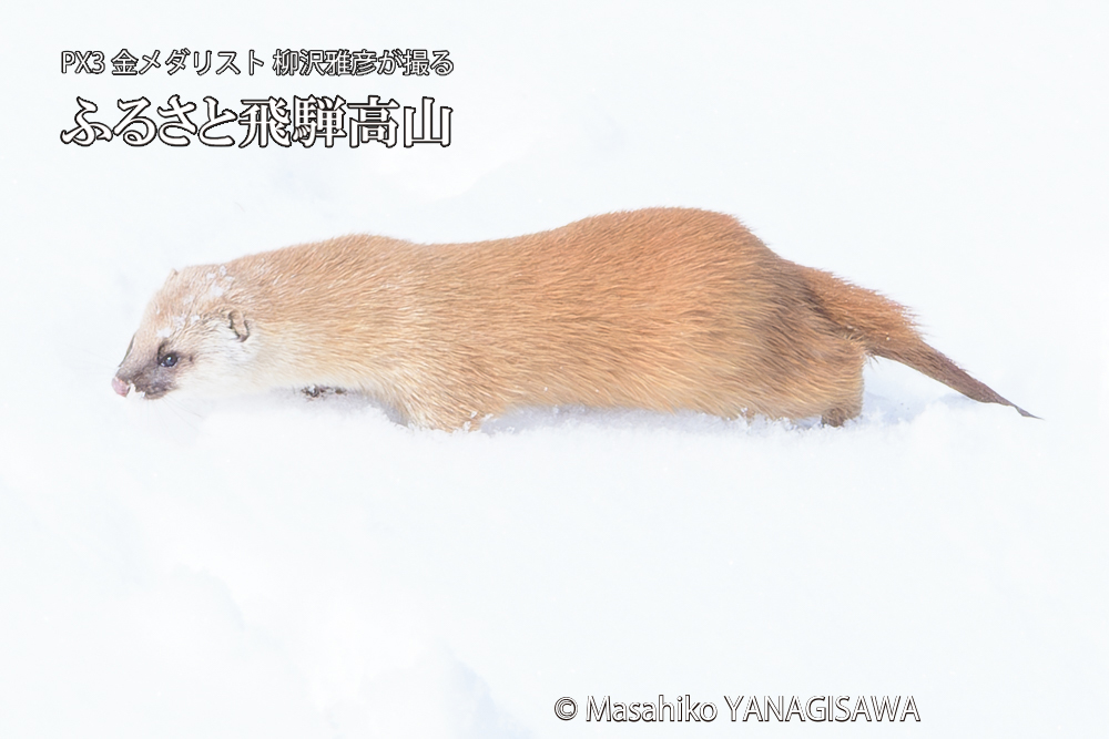 飛騨高山の雪原を跳ねるイタチの写真です。