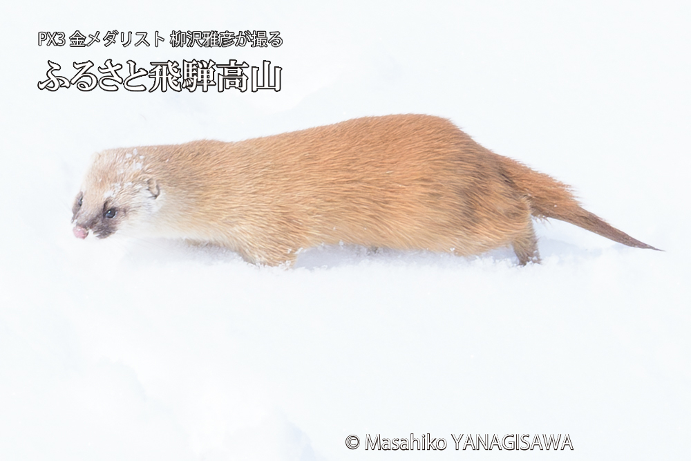 飛騨高山の雪原を跳ねるイタチの写真です。