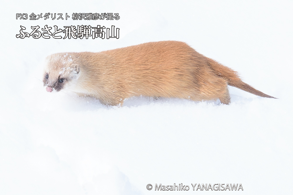 飛騨高山の雪原を跳ねるイタチの写真です。