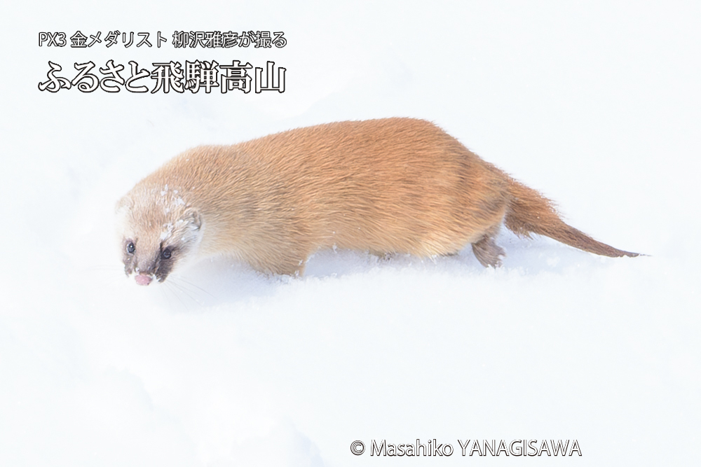 飛騨高山の雪原を跳ねるイタチの写真です。