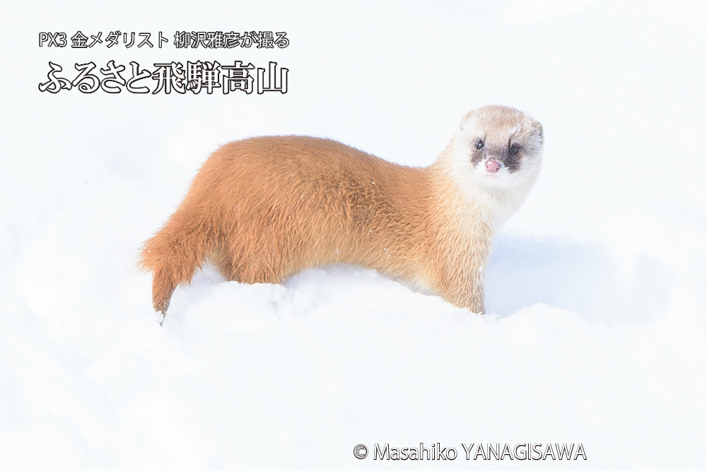 飛騨高山の雪原を跳ねるイタチの写真です。