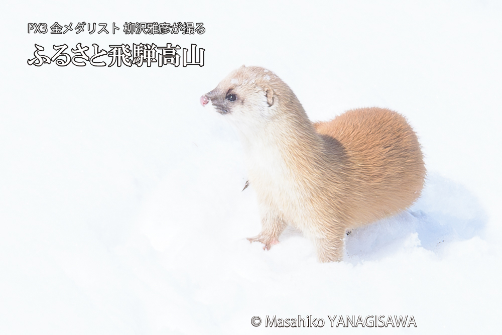 飛騨高山の雪原を跳ねるイタチの写真です。