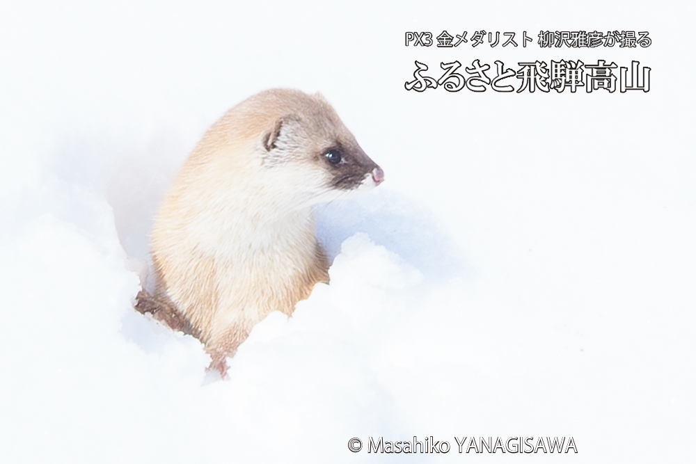 飛騨高山の雪原を跳ねるイタチの写真です。