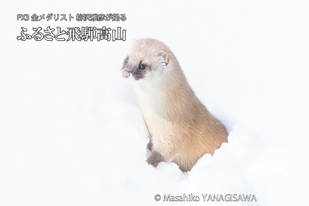 飛騨高山の雪原を跳ねるイタチの写真です。