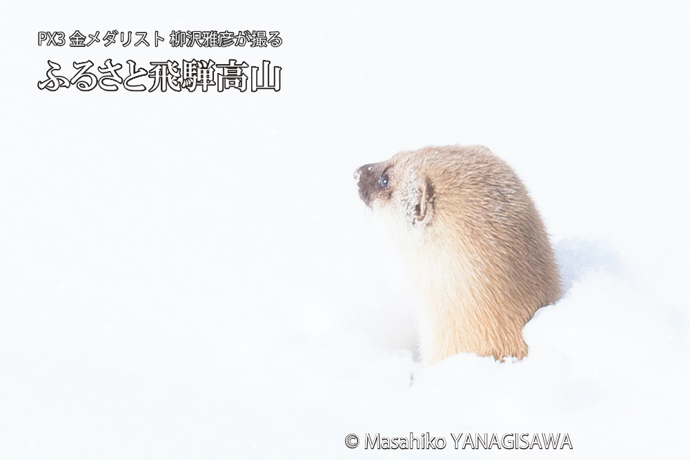 飛騨高山の雪原を跳ねるイタチの写真です。