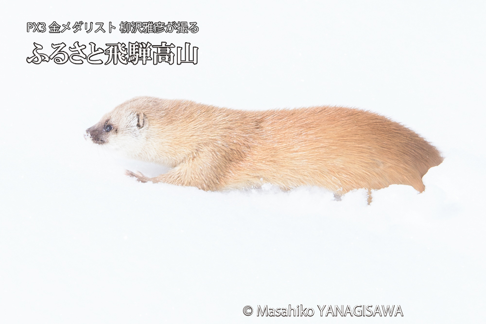 飛騨高山の雪原を跳ねるイタチの写真です。