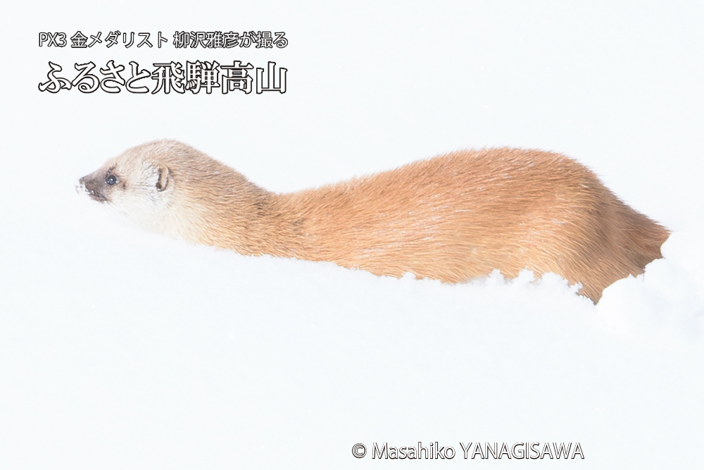 飛騨高山の雪原を跳ねるイタチの写真です。