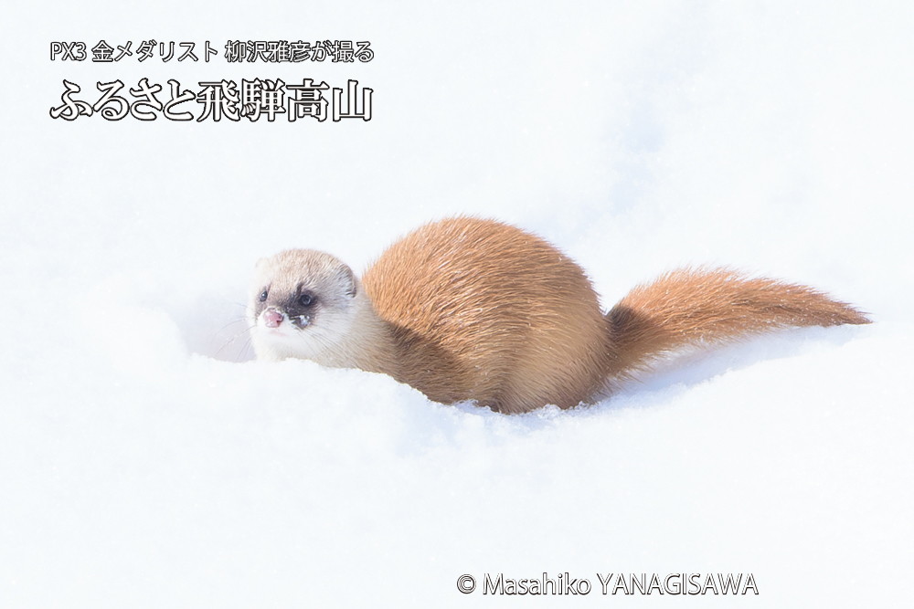 飛騨高山の雪原を跳ねるイタチの写真です。