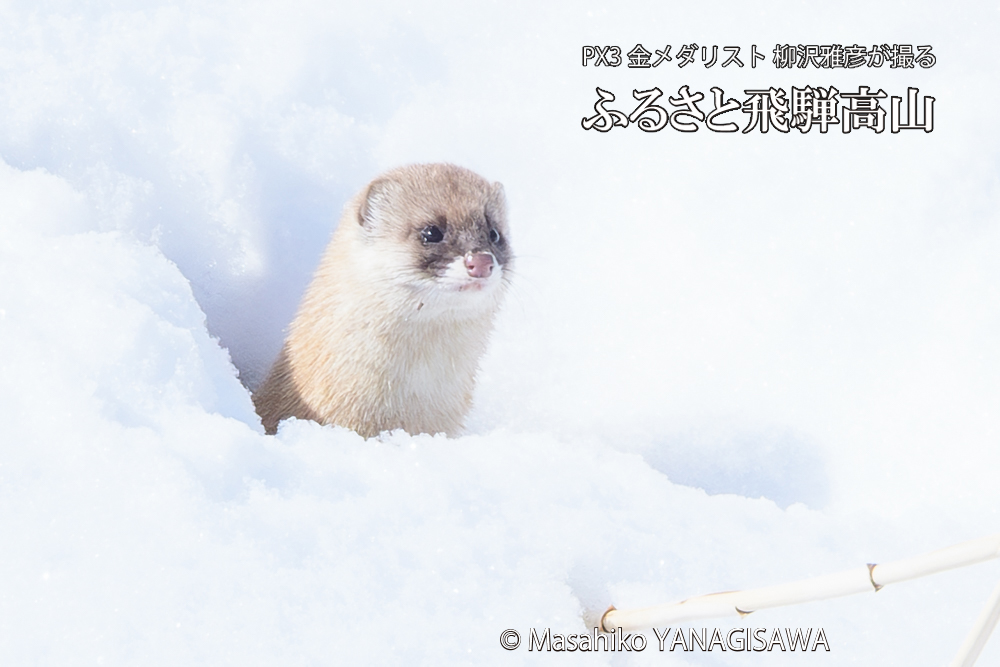 飛騨高山の雪原を跳ねるイタチの写真です。