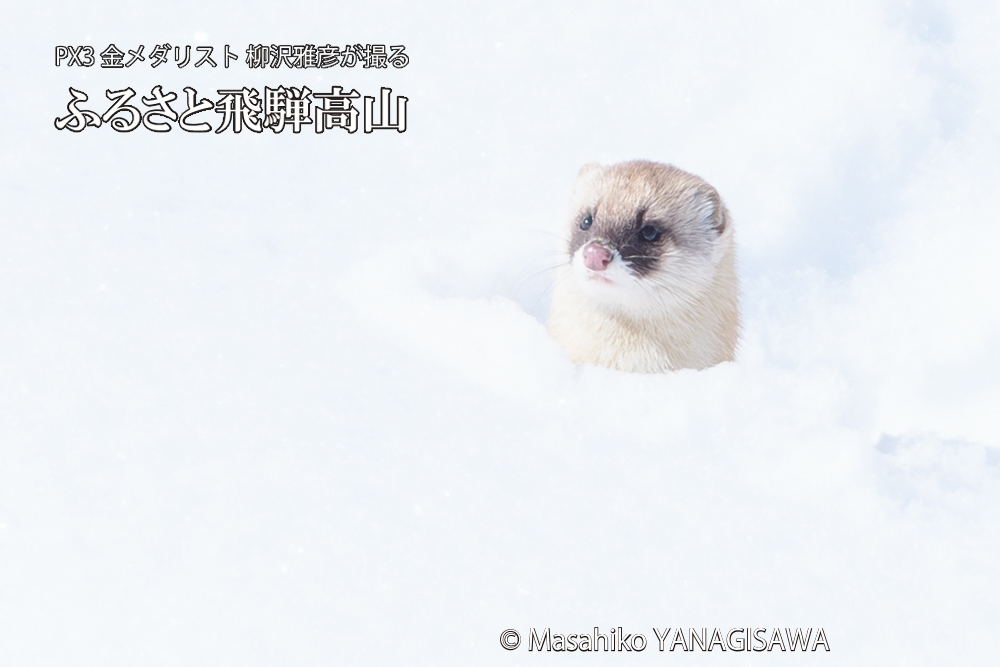 飛騨高山の雪原を跳ねるイタチの写真です。
