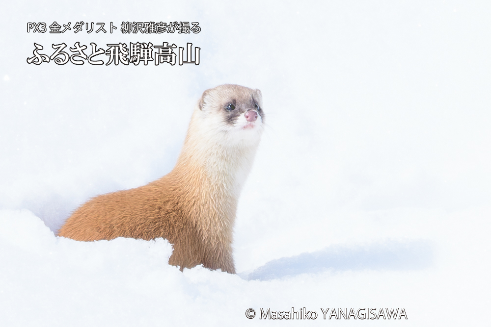 飛騨高山の雪原を跳ねるイタチの写真です。