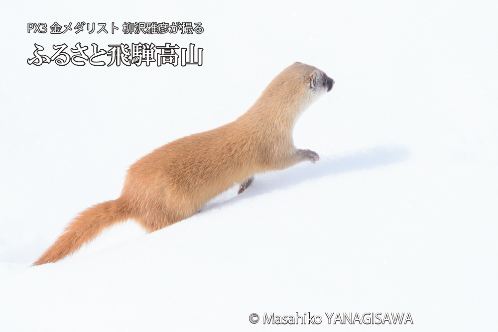 飛騨高山の雪原を跳ねるイタチの写真です。