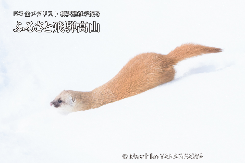 飛騨高山の雪原を跳ねるイタチの写真です。