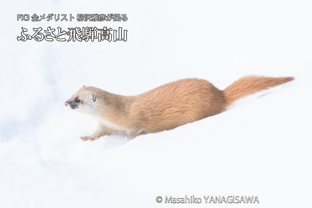 飛騨高山の雪原を跳ねるイタチの写真です。