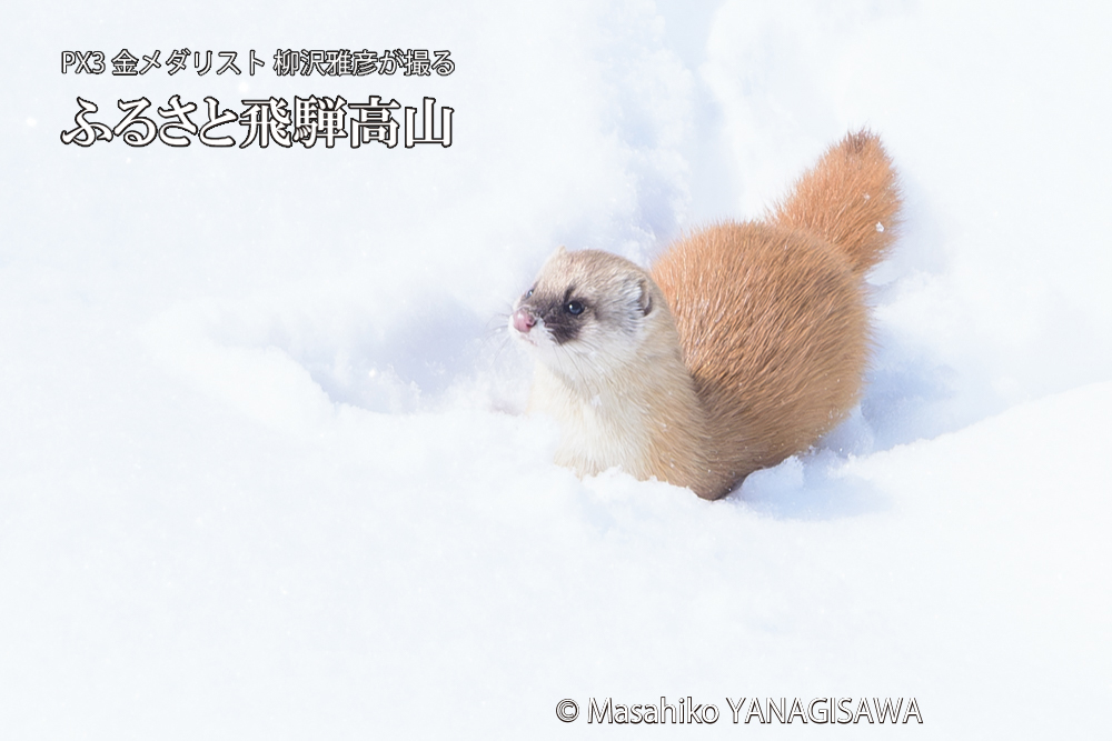 飛騨高山の雪原を跳ねるイタチの写真です。