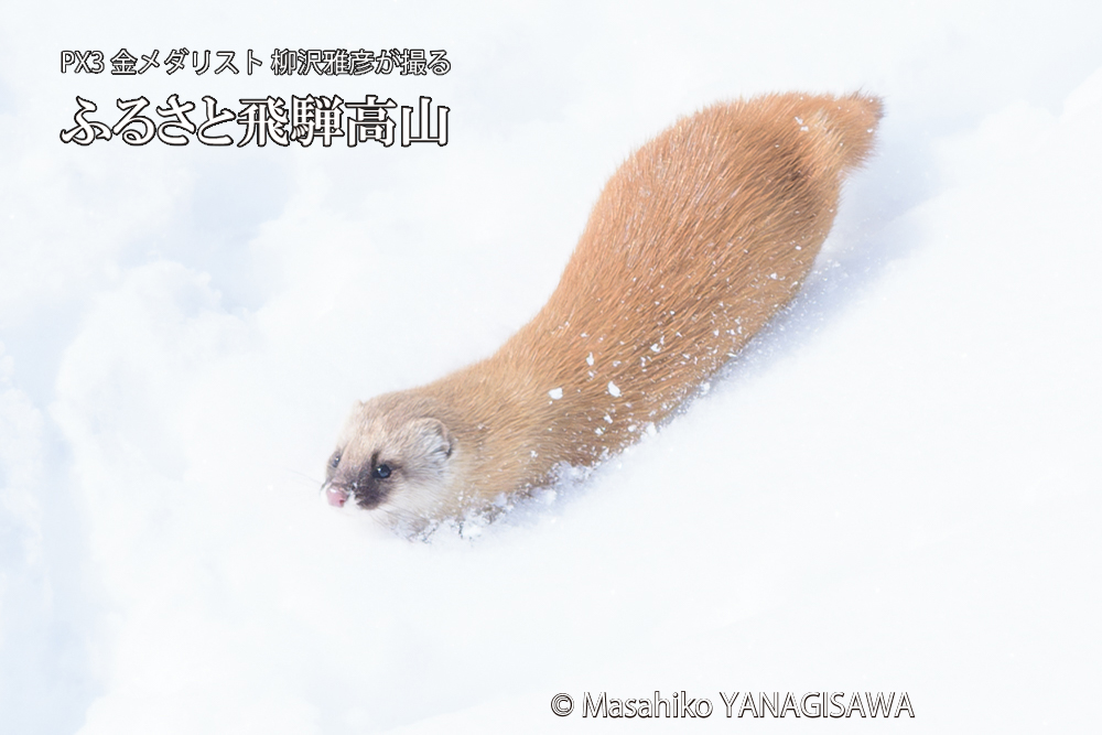 飛騨高山の雪原を跳ねるイタチの写真です。