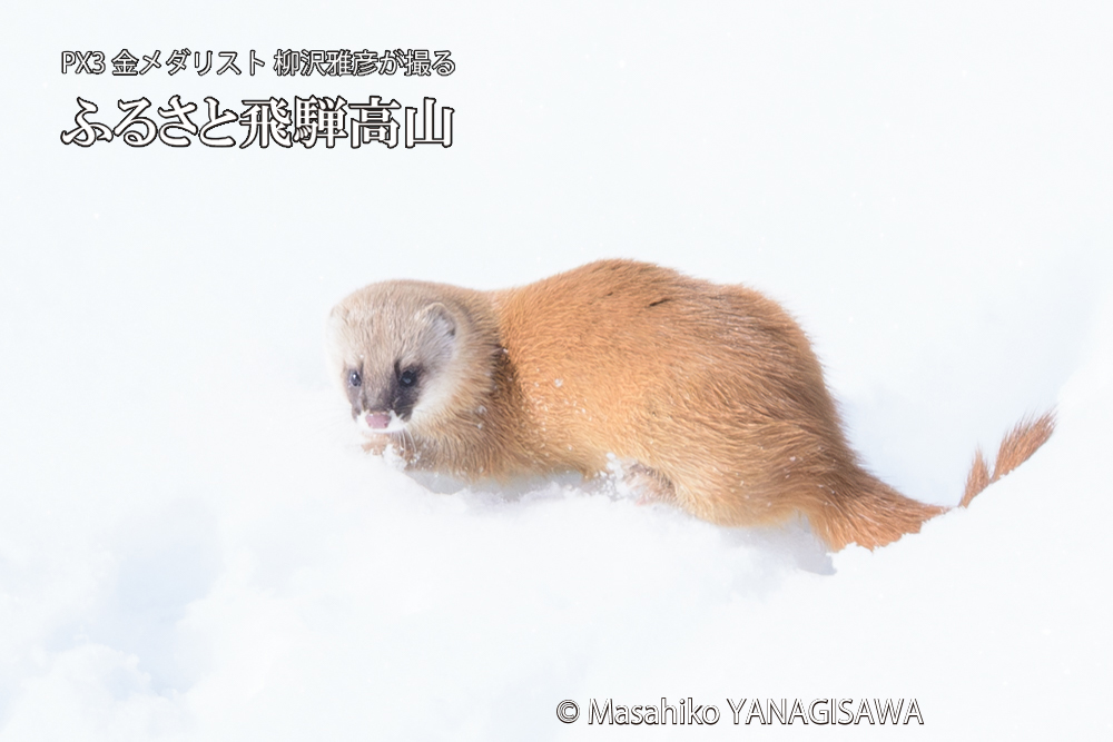 飛騨高山の雪原を跳ねるイタチの写真です。