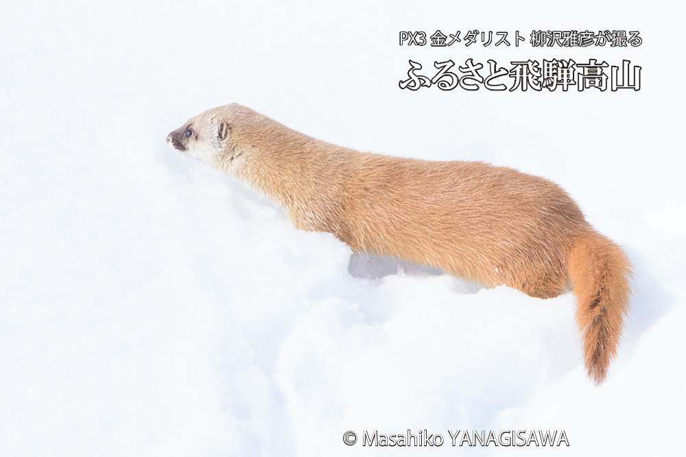 飛騨高山の雪原を跳ねるイタチの写真です。