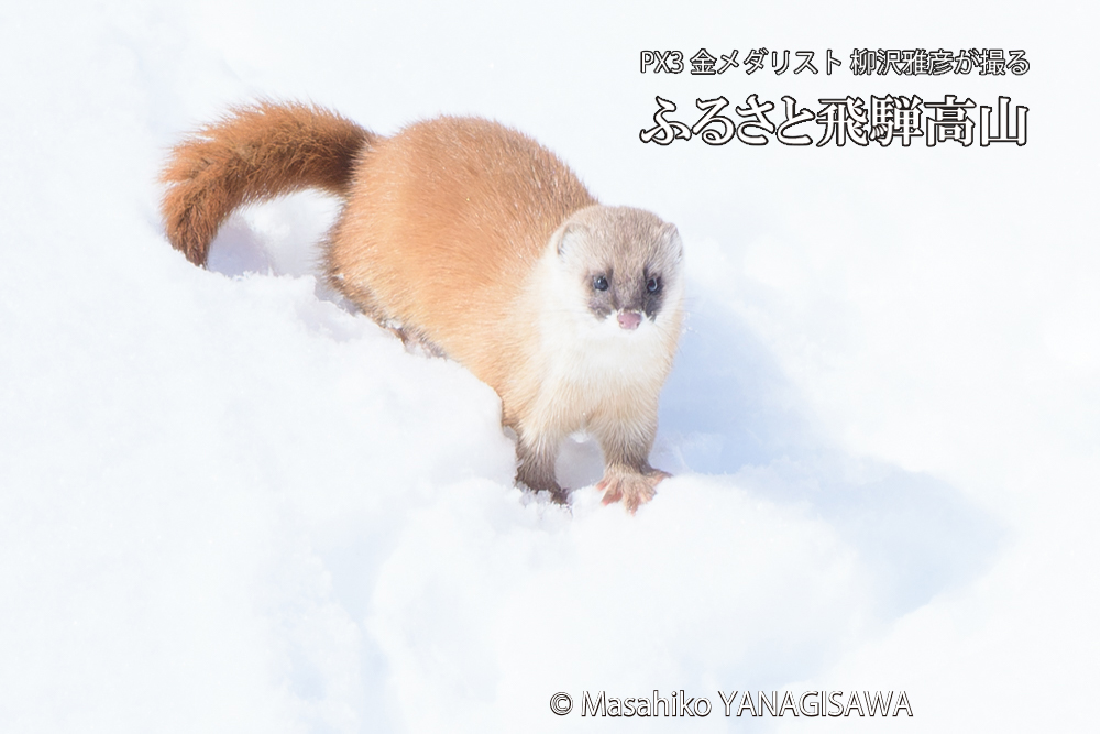 飛騨高山の雪原を跳ねるイタチの写真です。
